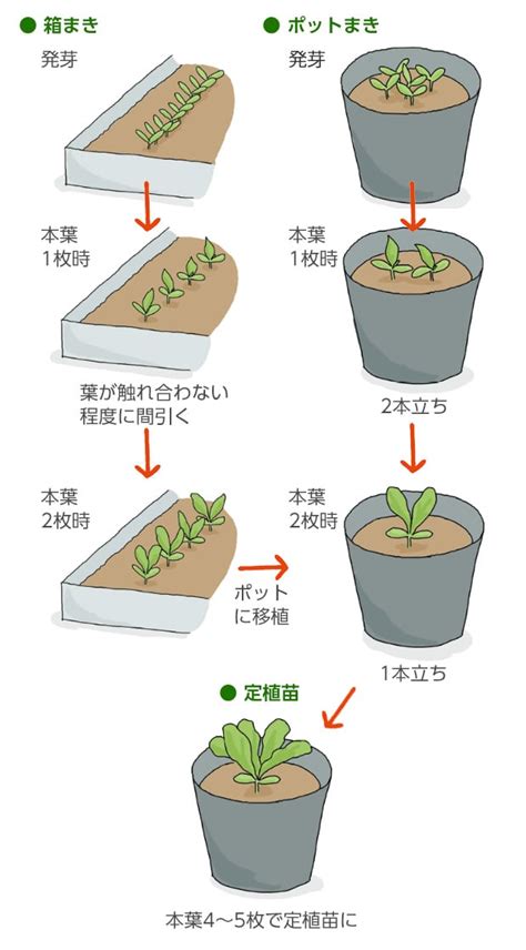 植物栽培方法|失敗しない栽培レッスン（野菜の育て方）｜サカタの 